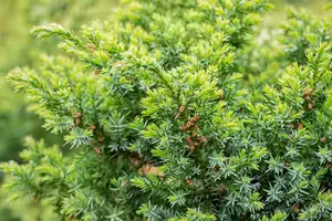 Juniperus chin. 'Blue Alps' 50- 60   C7,5 - afbeelding 4