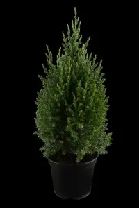 juniperus chin. 'stricta' (30- 40 C cm) - afbeelding 5