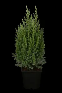 juniperus chin. 'stricta' (30- 40 C cm) - afbeelding 2