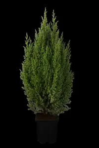 juniperus chin. 'stricta' (30- 40 C cm) - afbeelding 3