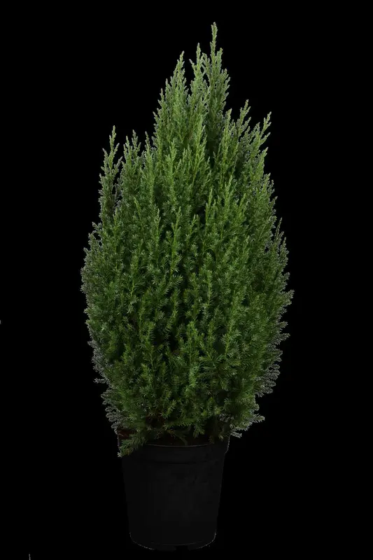 juniperus chin. 'stricta' (30- 40 C cm) - afbeelding 4