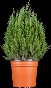 juniperus chin. 'stricta' (30- 40 C cm) - afbeelding 5