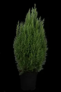juniperus chin. 'stricta' (50- 60cm) - afbeelding 4