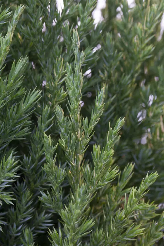 Juniperus chin. 'Stricta' 80-100   C15 - afbeelding 1