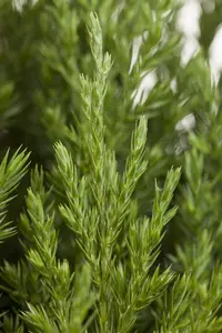 Juniperus chin. 'Stricta' 80-100   C15 - afbeelding 2