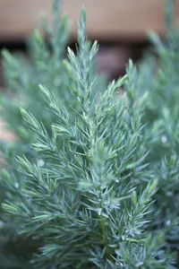 Juniperus chin. 'Stricta' 80-100   C15 - afbeelding 4