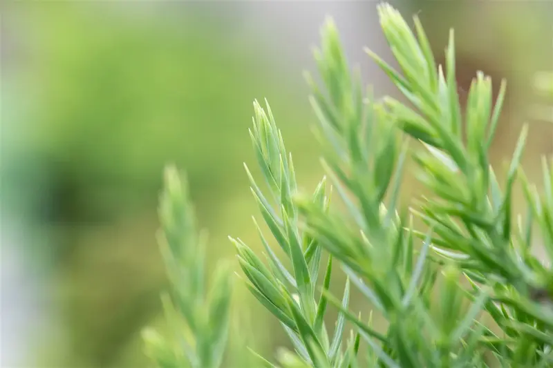 Juniperus chin. 'Stricta' 80-100   C15 - afbeelding 5