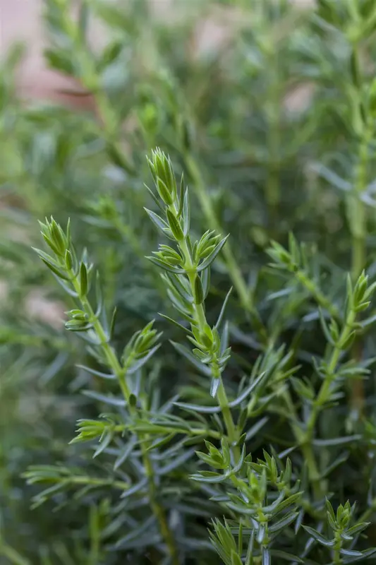 Juniperus comm. 'Arnold' 50- 60 C7,5 - afbeelding 1