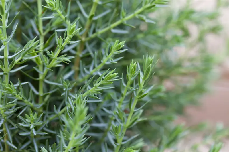 Juniperus comm. 'Arnold' 50- 60 C7,5 - afbeelding 2