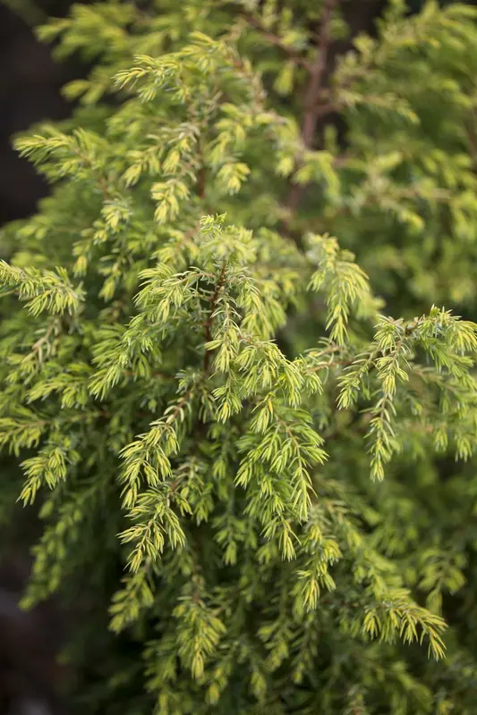 Juniperus comm. 'Gold Cone' 60- 80   C7.5