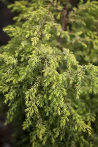 Juniperus comm. 'Gold Cone' 60- 80   C7.5