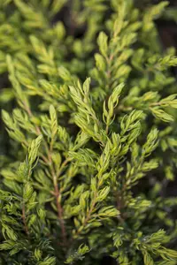 juniperus comm. 'gold schatz' (25- 30 C cm) - afbeelding 4