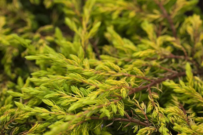 juniperus comm. 'gold schatz' (25- 30 C cm) - afbeelding 3