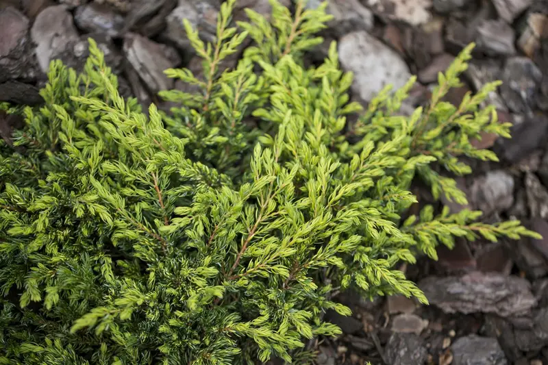 juniperus comm. 'gold schatz' (25- 30 C cm) - afbeelding 5