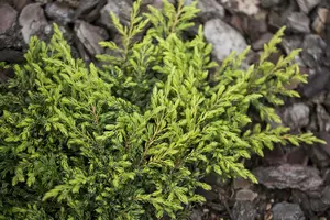 juniperus comm. 'gold schatz' (25- 30 C cm) - afbeelding 5