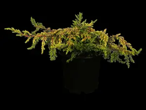 juniperus comm. 'gold schatz' (25- 30 C cm) - afbeelding 5