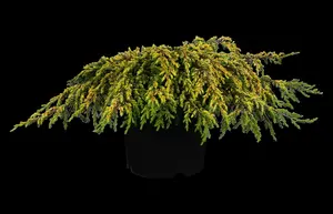 juniperus comm. 'gold schatz' (25- 30 C cm) - afbeelding 2