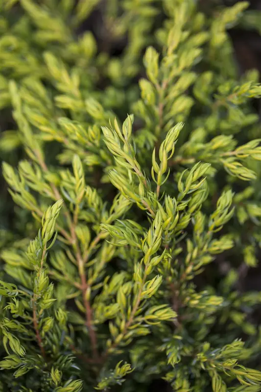 Juniperus comm. 'Gold Schatz' 40- 50   C7,5 - afbeelding 2