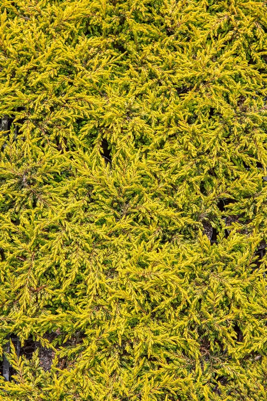 Juniperus comm. 'Gold Schatz' 40- 50   C7,5 - afbeelding 5