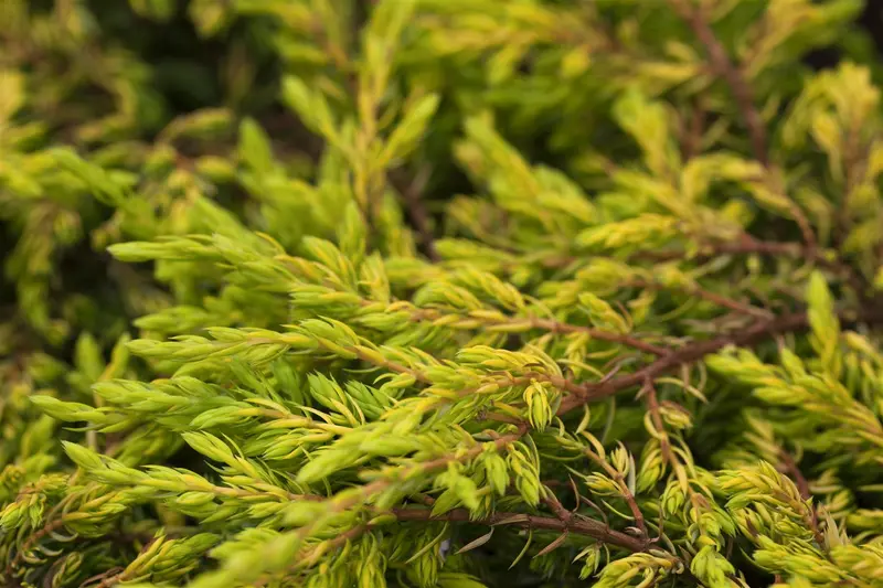 Juniperus comm. 'Gold Schatz' 40- 50   C7,5 - afbeelding 1