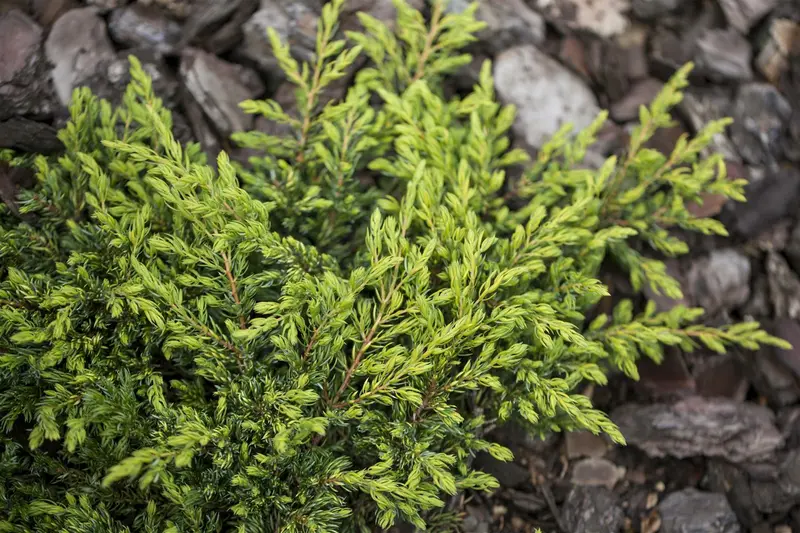Juniperus comm. 'Gold Schatz' 40- 50   C7,5 - afbeelding 3