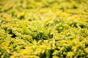 Juniperus comm. 'Gold Schatz' 40- 50   C7,5 - afbeelding 4