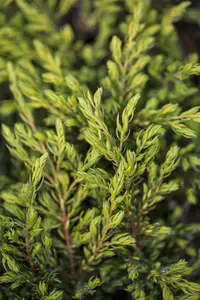 Juniperus comm. 'Gold Schatz' STAM/ 60 C15 - afbeelding 2
