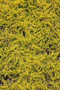 Juniperus comm. 'Gold Schatz' STAM/ 60 C15 - afbeelding 5