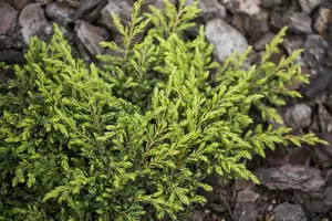 Juniperus comm. 'Gold Schatz' STAM/ 60 C15 - afbeelding 3