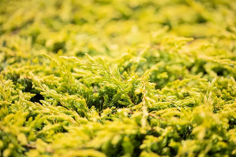 Juniperus comm. 'Gold Schatz' STAM/ 60 C15 - afbeelding 4