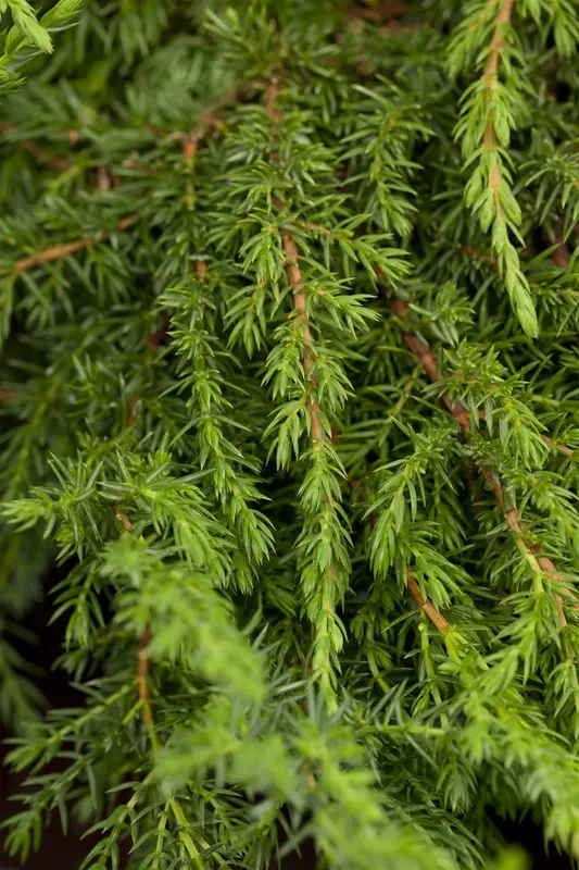 juniperus comm. 'green carpet' (25- 30 C cm) - afbeelding 4