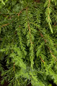 juniperus comm. 'green carpet' (25- 30 C cm) - afbeelding 4