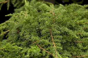 juniperus comm. 'green carpet' (25- 30 C cm) - afbeelding 5