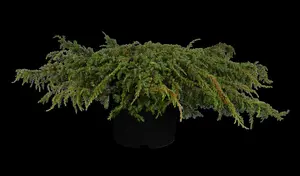 juniperus comm. 'green carpet' (25- 30 C cm) - afbeelding 5