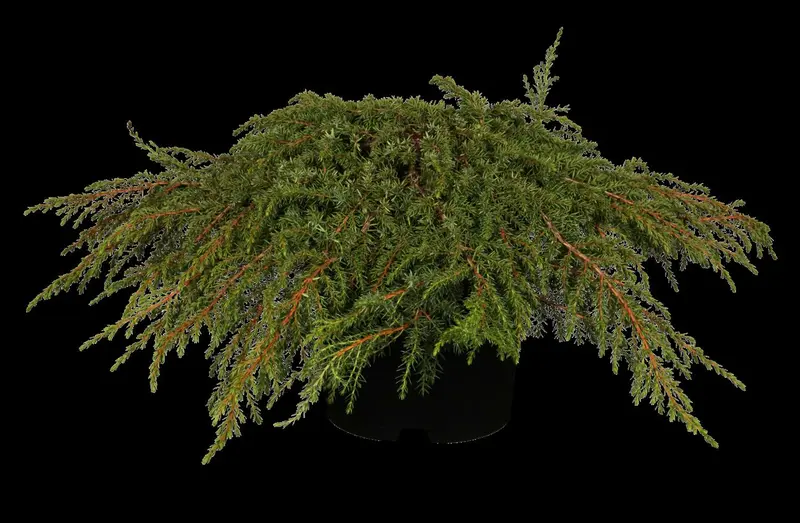 juniperus comm. 'green carpet' (25- 30 C cm) - afbeelding 3