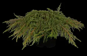 juniperus comm. 'green carpet' (25- 30 C cm) - afbeelding 3