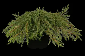 juniperus comm. 'green carpet' (25- 30 C cm) - afbeelding 2