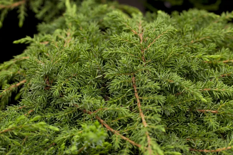 Juniperus comm. 'Green Carpet' 30- 40 C8 - afbeelding 2
