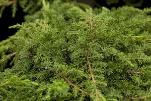 Juniperus comm. 'Green Carpet' 40- 50 C7,5 - afbeelding 2