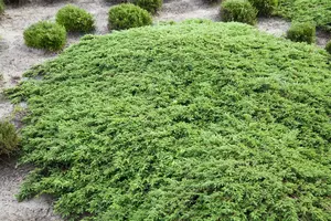 Juniperus comm. 'Green Carpet' BONSAI 140/+ C80 - afbeelding 5