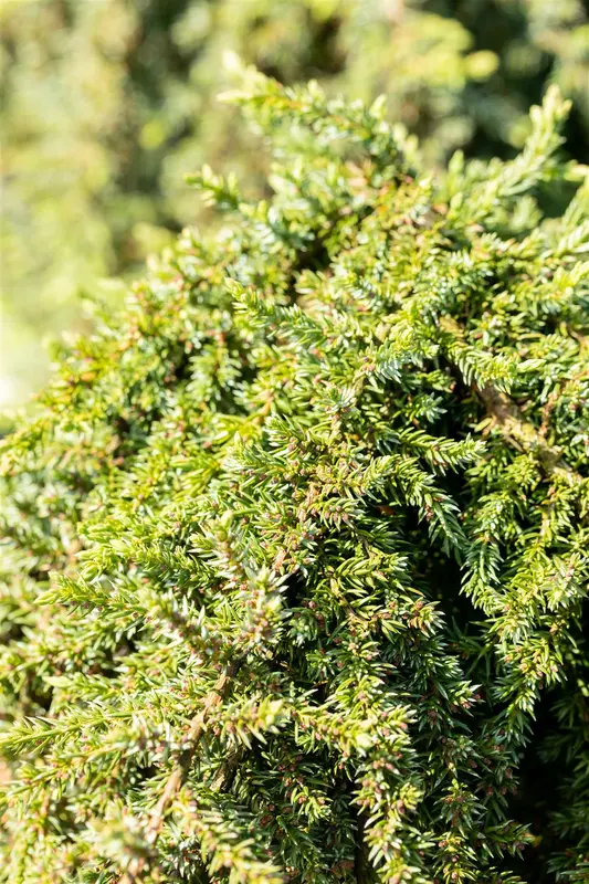 Juniperus comm. 'Green Mantle' STAM/ 60 C15 - afbeelding 5