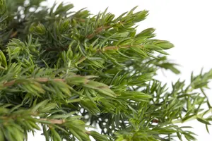 Juniperus comm. 'Green Mantle' STAM/ 60 C15 - afbeelding 2