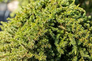 Juniperus comm. 'Green Mantle' STAM/ 60 C15 - afbeelding 3