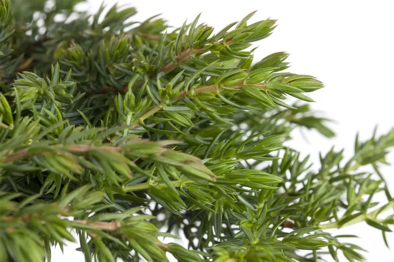 Juniperus comm. 'Green Mantle' STAM/ 80 C15 - afbeelding 2