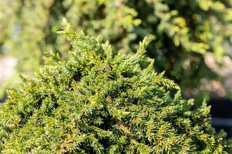 Juniperus comm. 'Green Mantle' STAM/ 80 C15 - afbeelding 4