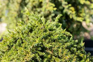 Juniperus comm. 'Green Mantle' STAM/ 80 C15 - afbeelding 4