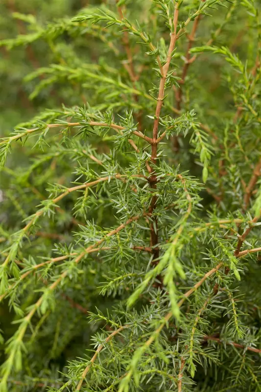 Juniperus comm. 'Hibernica' 30- 40   C - afbeelding 1