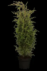 juniperus comm. 'hibernica' (30- 40 C cm) - afbeelding 5