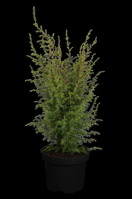 juniperus comm. 'hibernica' (30- 40 C cm) - afbeelding 2