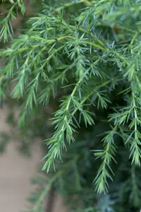 juniperus comm. 'hibernica' (30- 40 C cm) - afbeelding 4